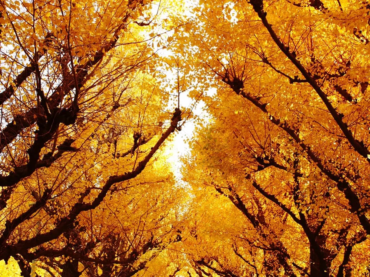 Albero di ginkgo, ecco come l’uomo lo ha salvato dall’estinzione