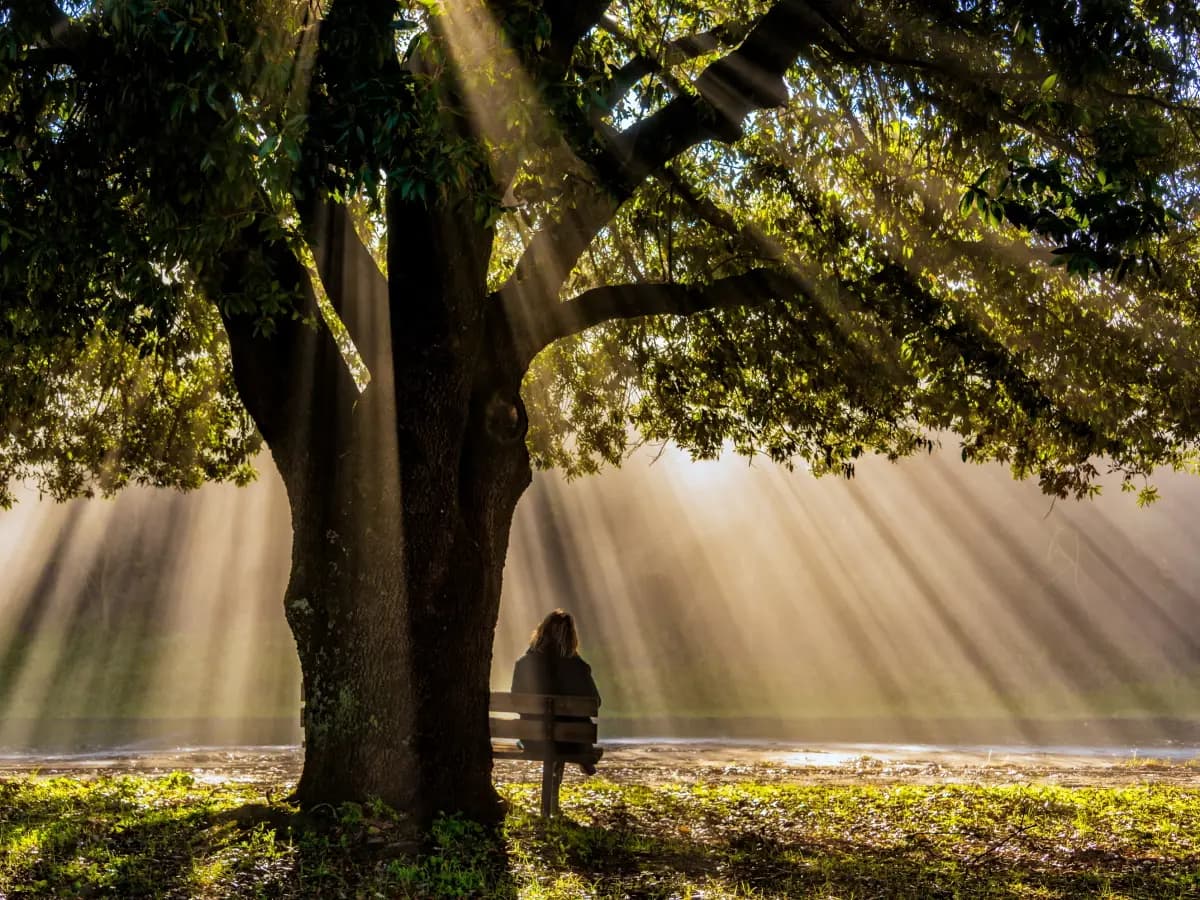 Quali alberi assorbono più anidride carbonica?