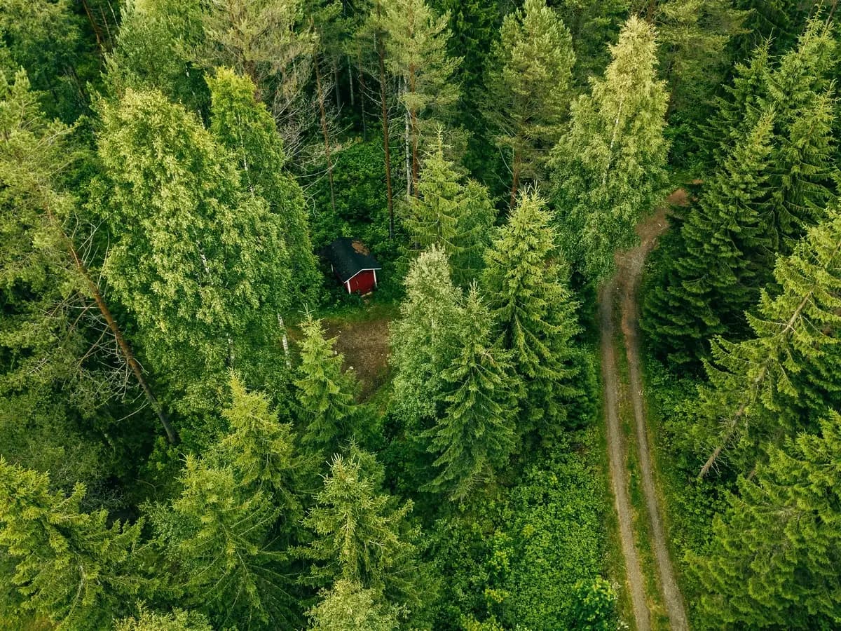 Quali sono i servizi ecosistemici delle foreste?