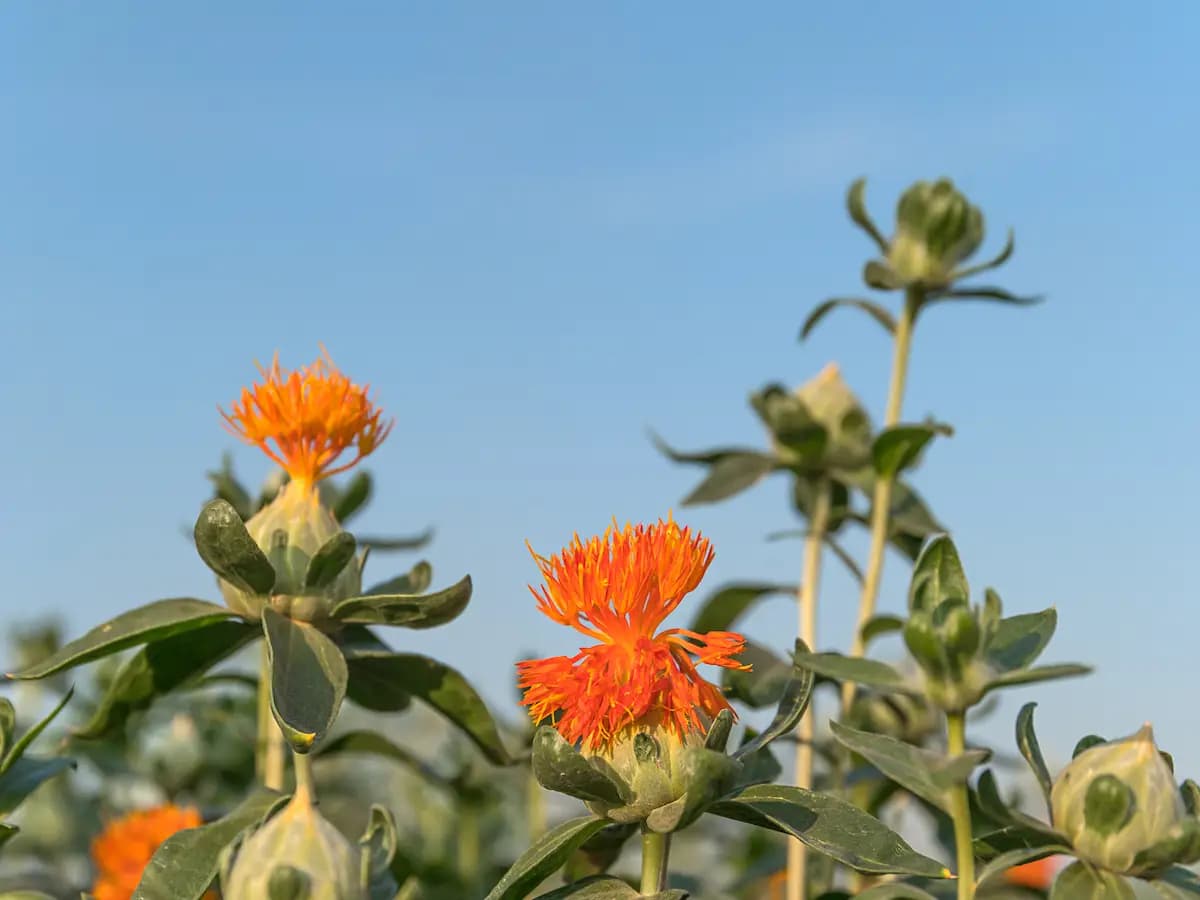 Olio di cartamo: cos'è e quali sono i suoi utilizzi
