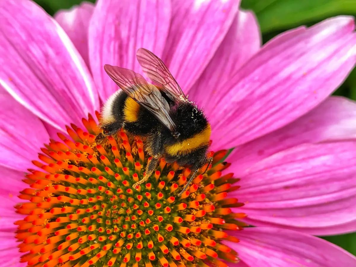 pesticidi in europa