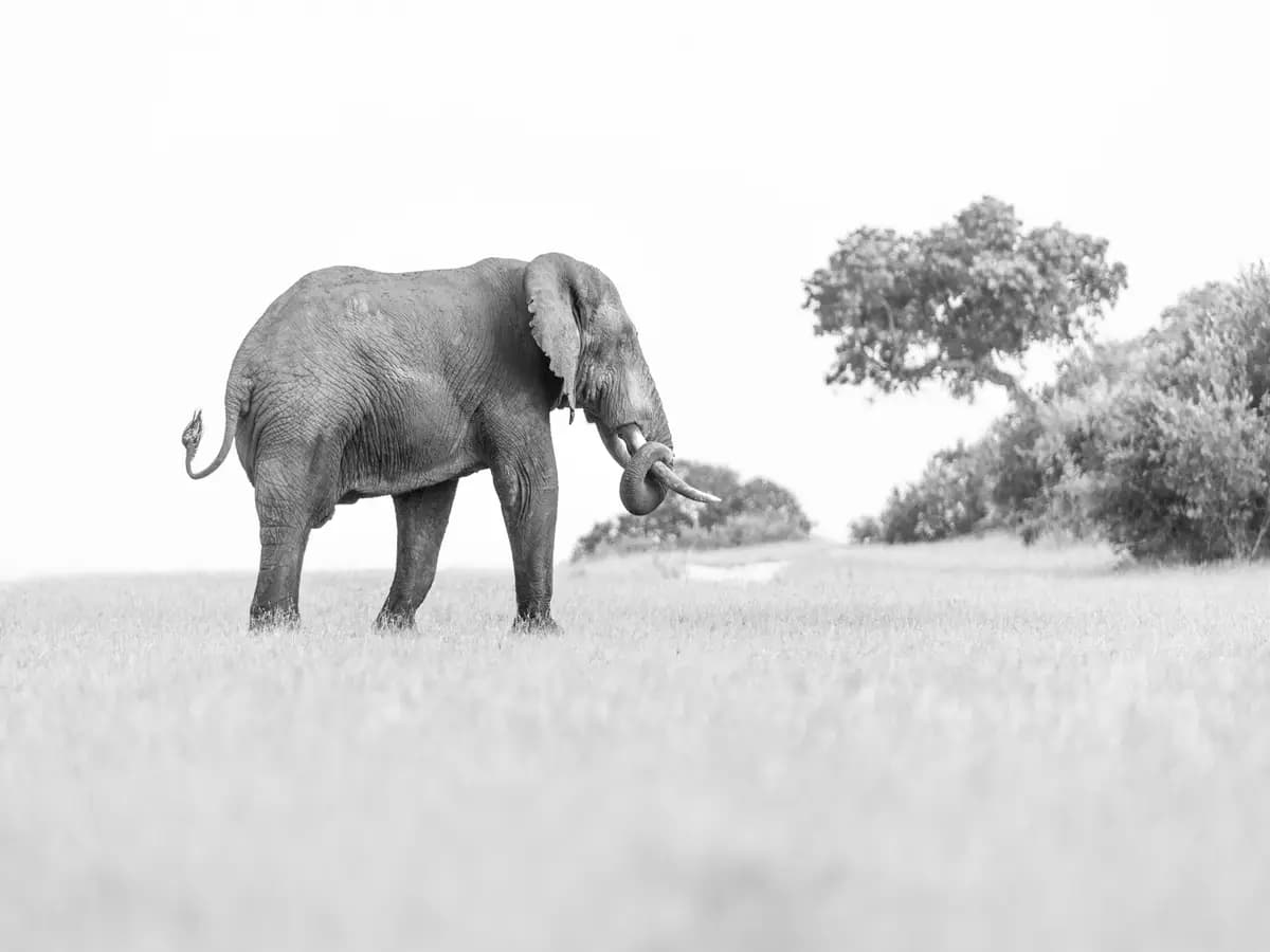 Il batterio che sta decimando gli elefanti in Africa