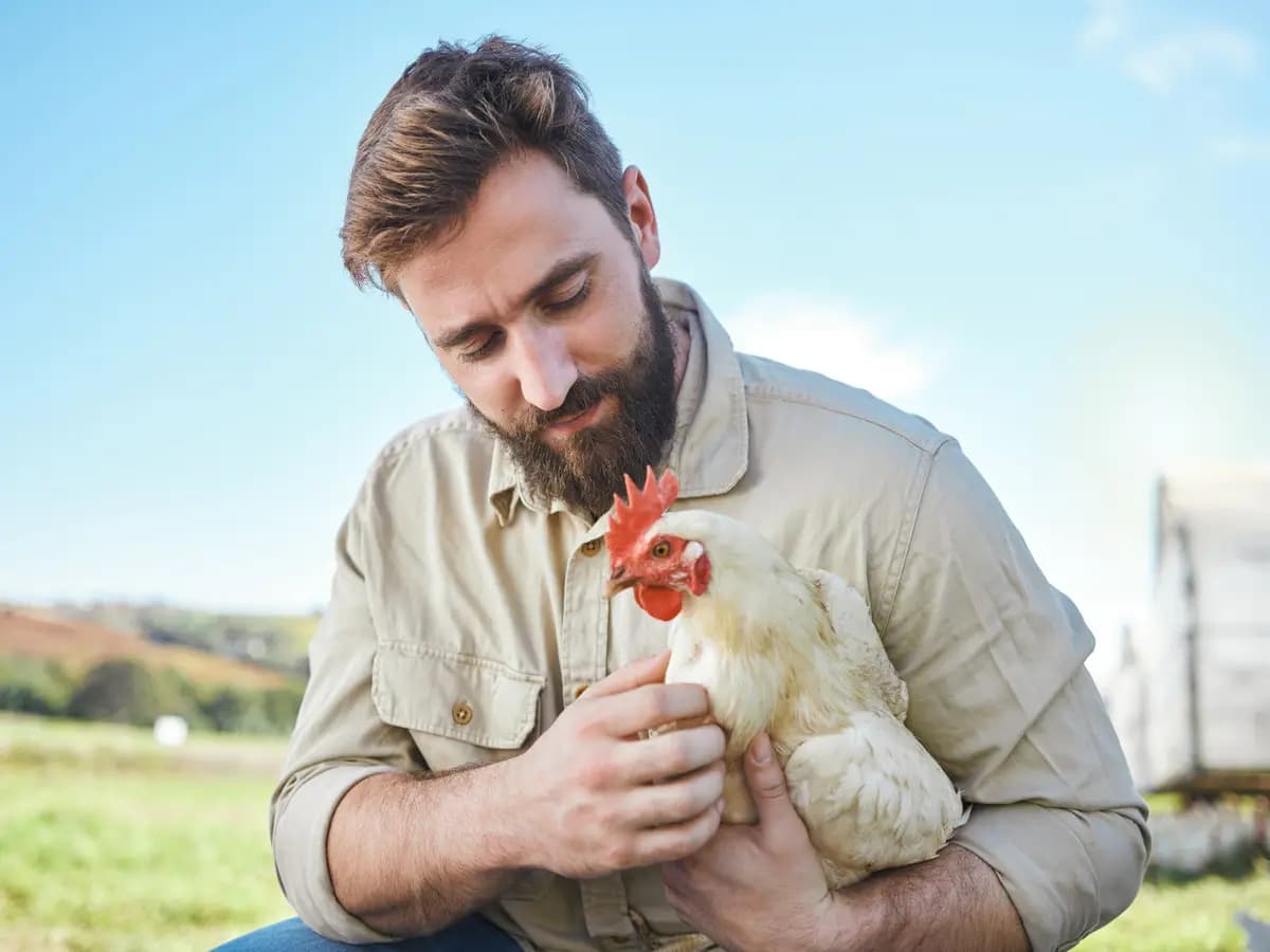 L’uomo capisce le galline