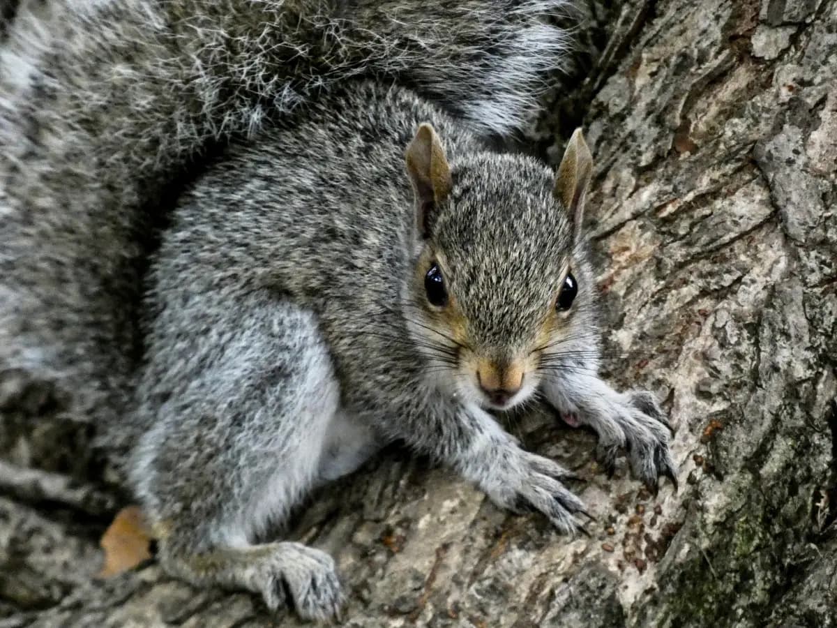 specie invasive cosa sono