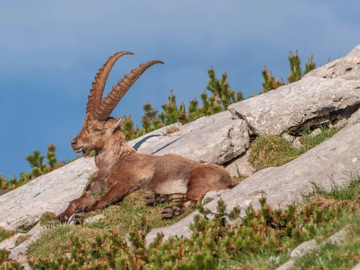 Gli animali cambiano abitudini, cosa sta succedendo allo stambecco