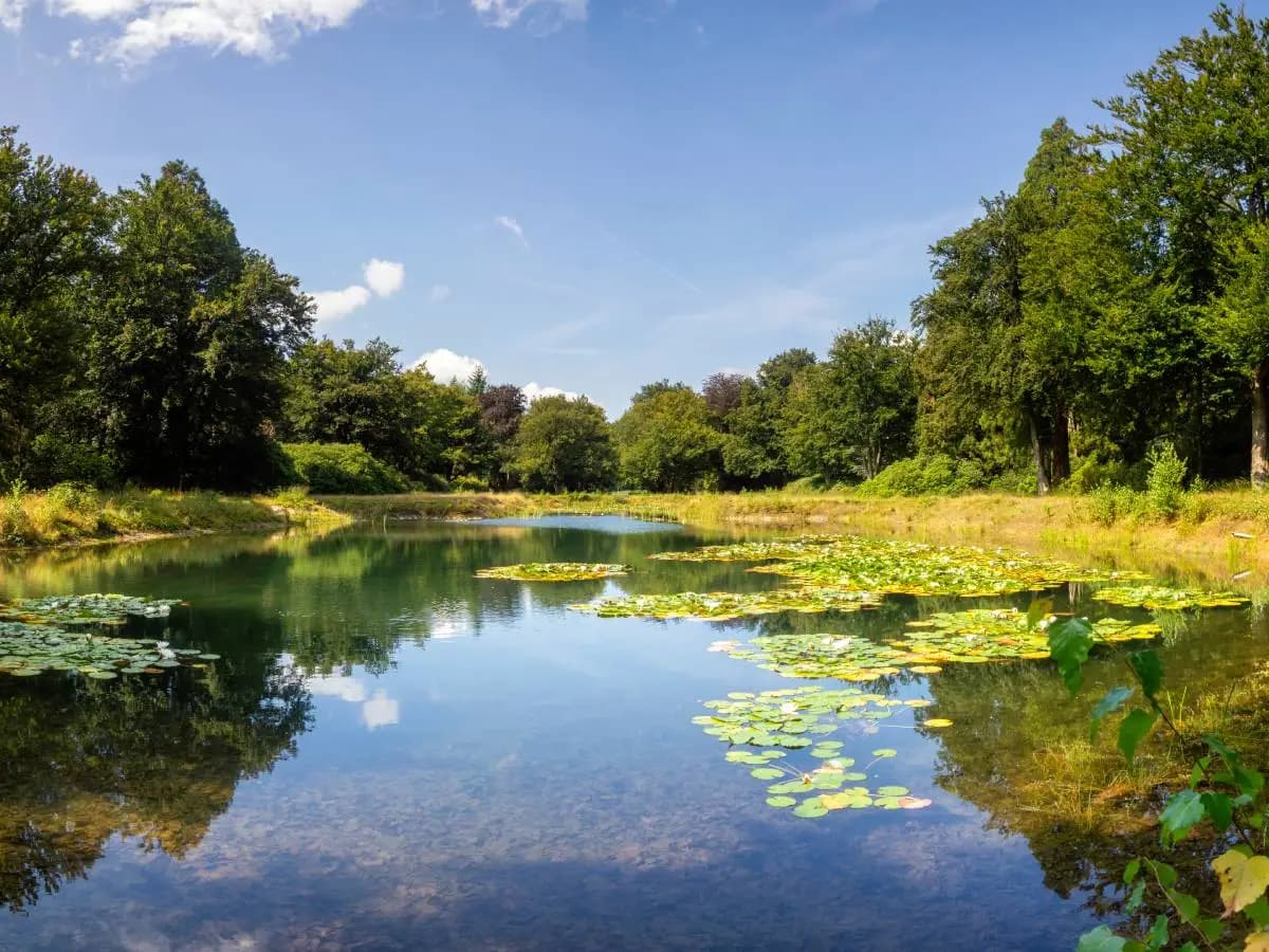 Qual è la differenza tra lago e stagno?