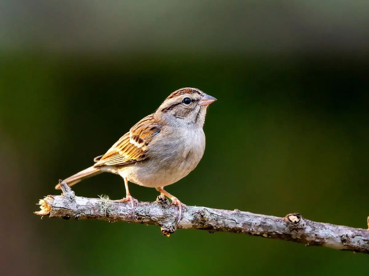 Sempre meno uccelli visitano i giardini inglesi