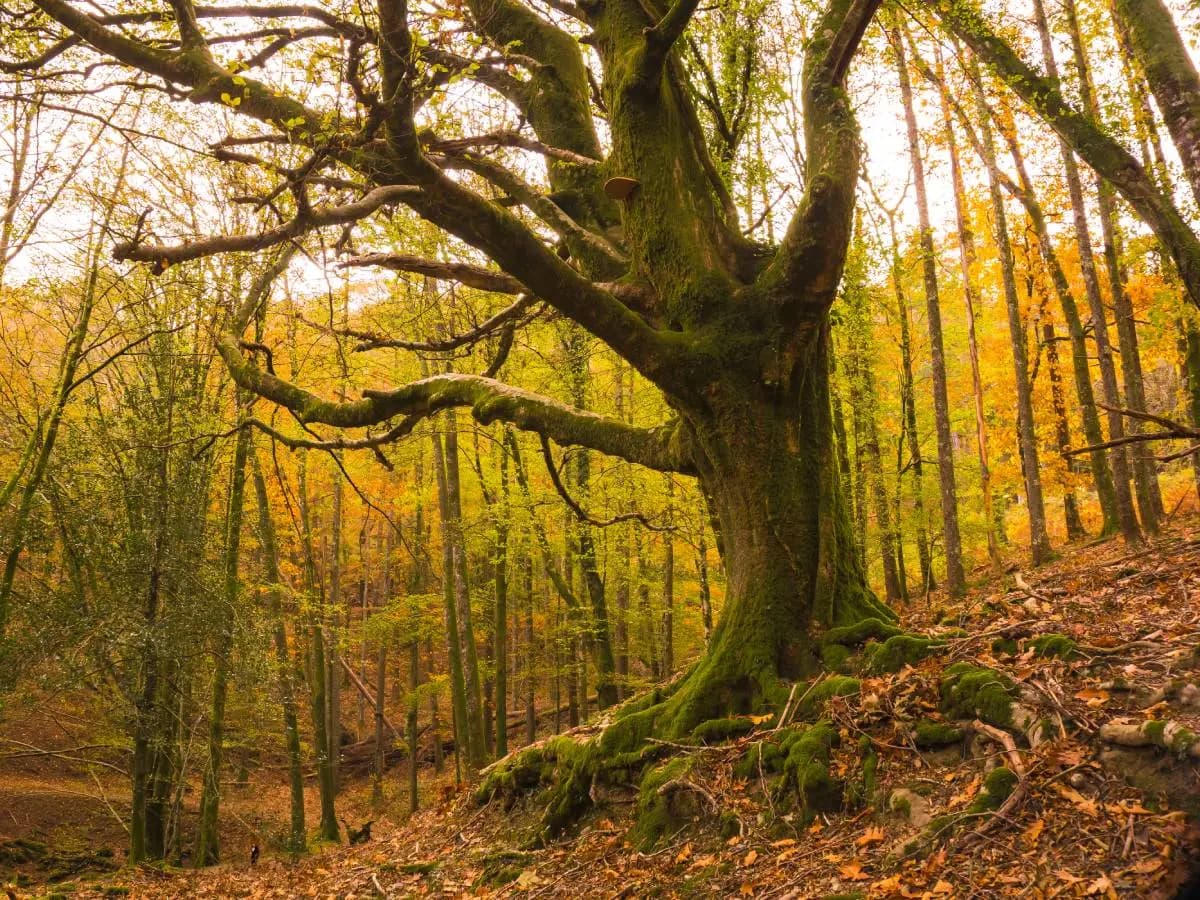 “Agli Alberi”, la bellissima poesia di Victor Hugo