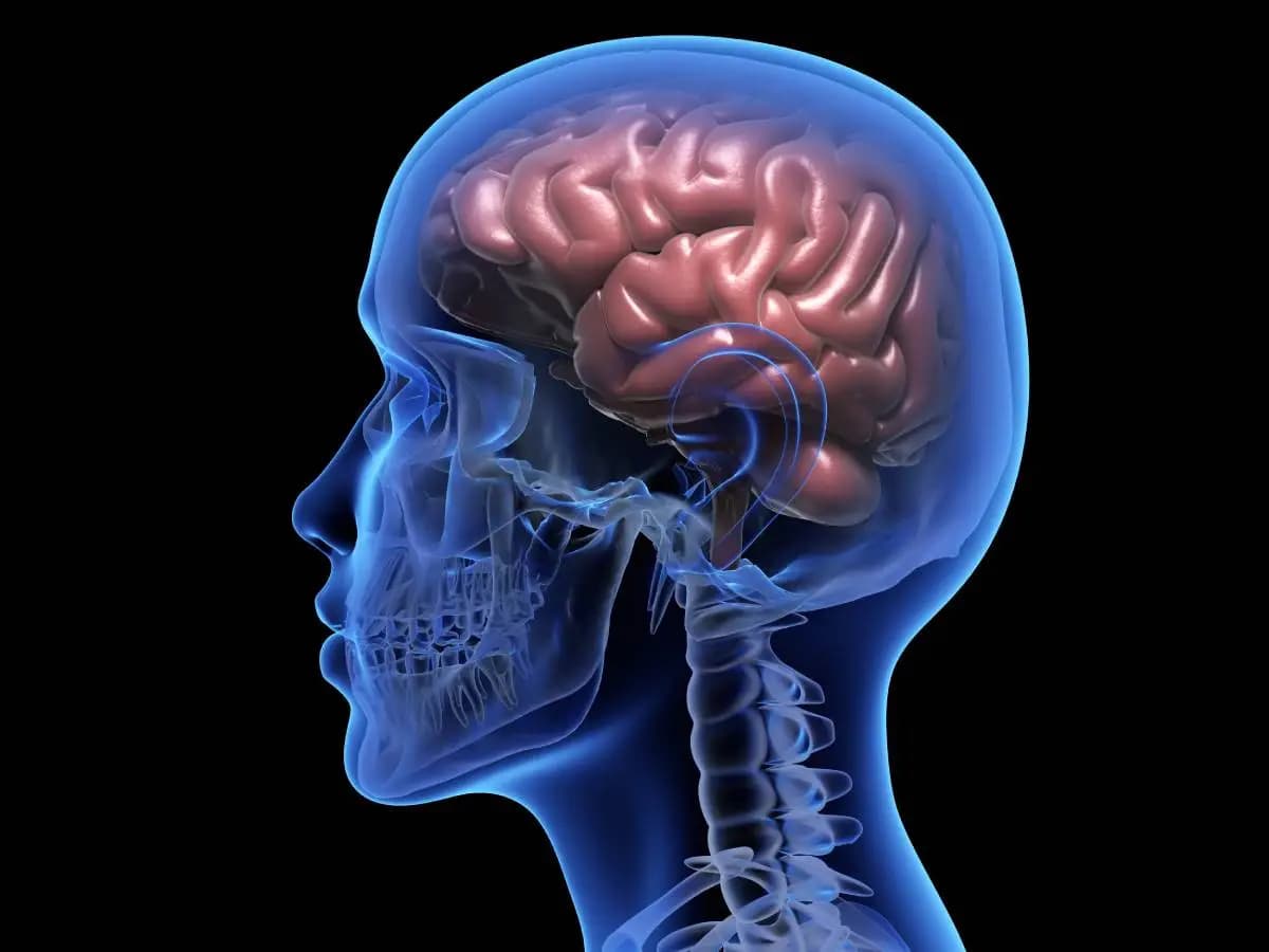Le infiammazioni intestinali hanno un impatto sul cervello
