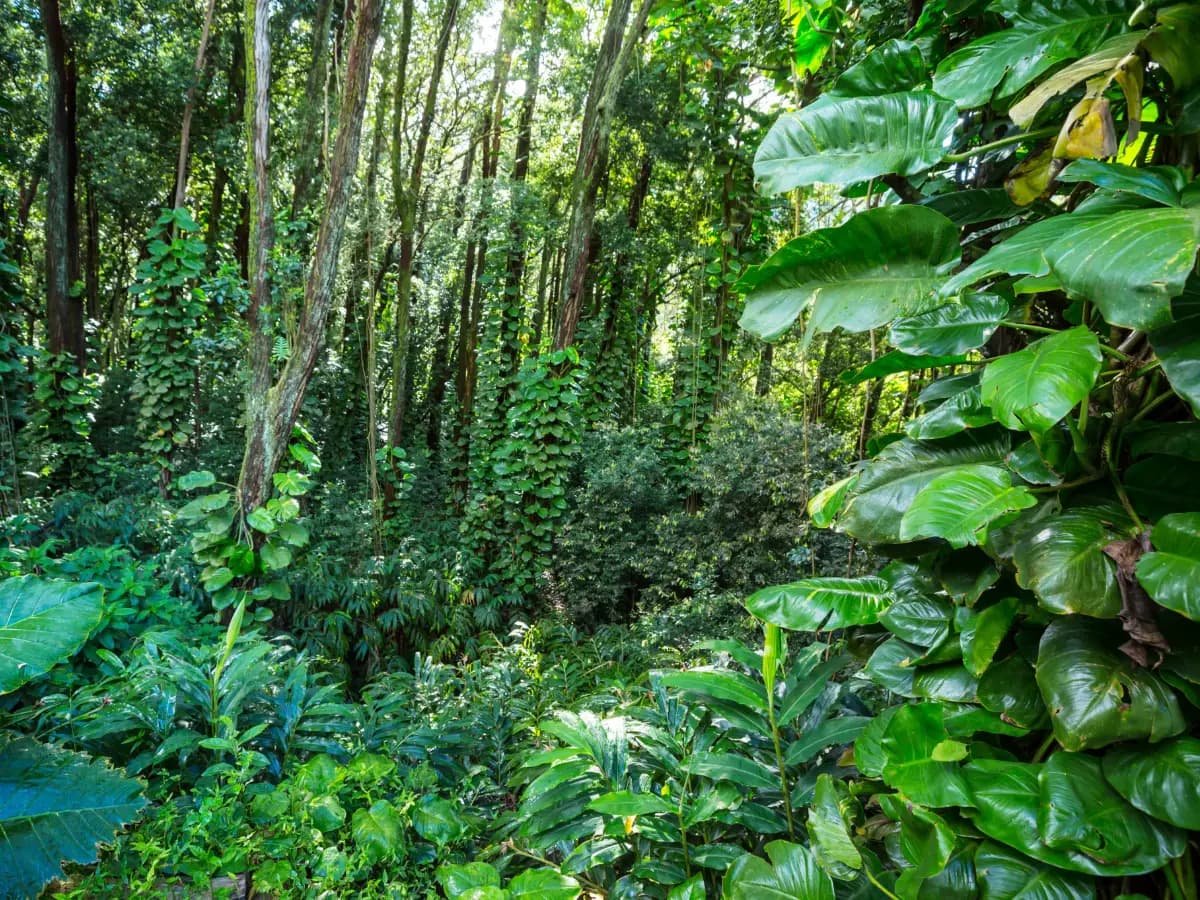 Che differenza c’è tra giungla e foresta