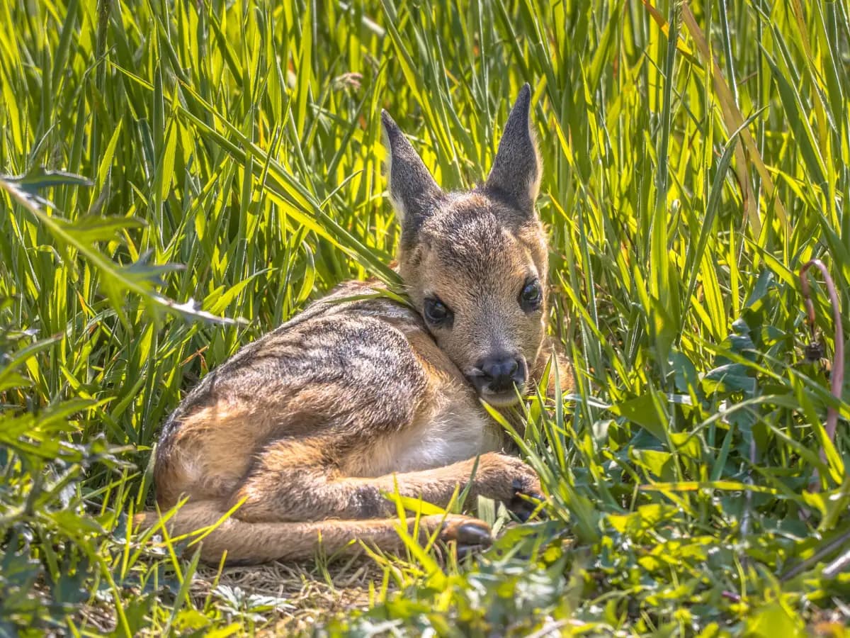 Cosa fare se incontriamo un animale selvatico ferito