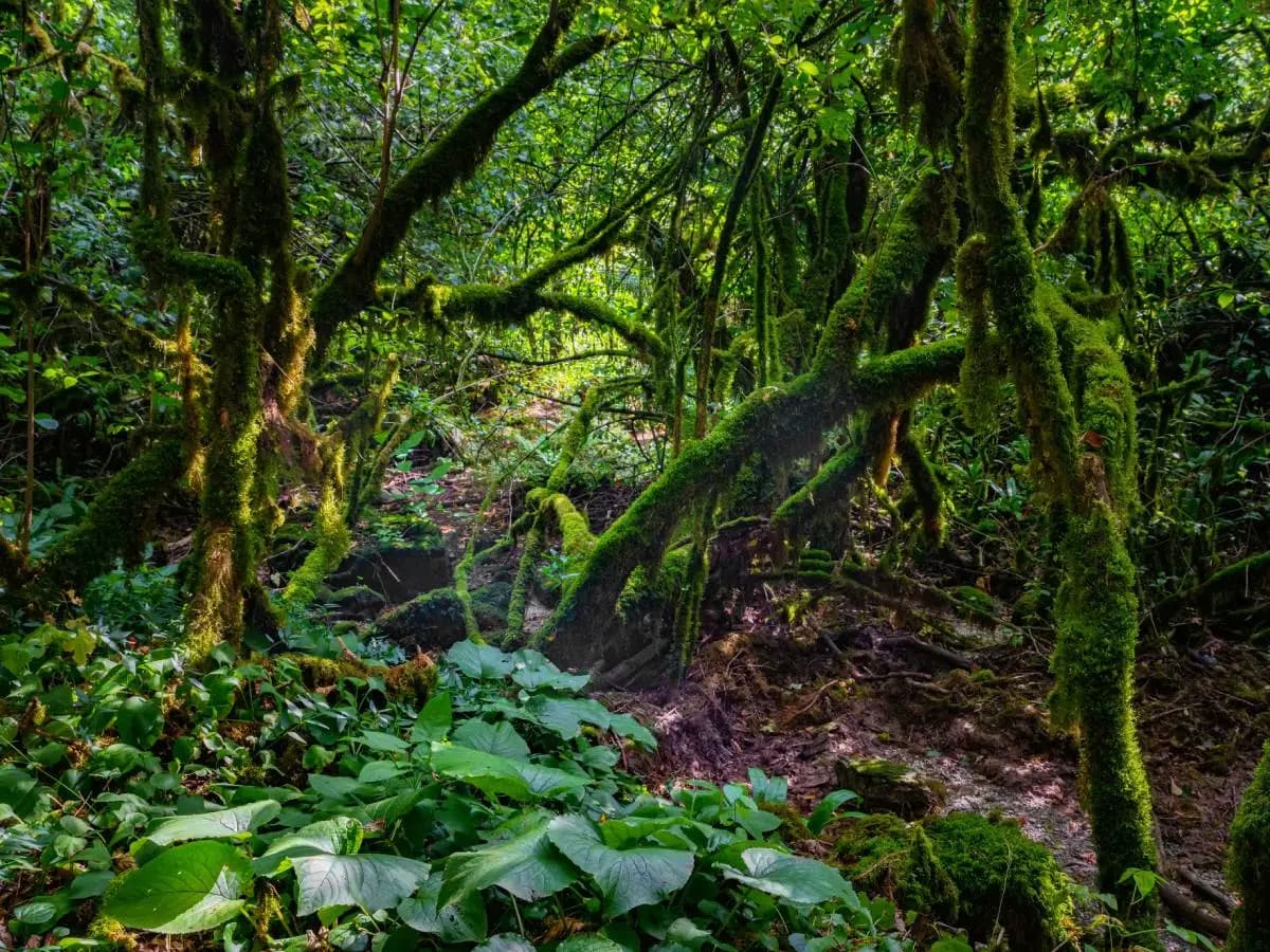 Foreste pluviali, caratteristiche e minacce