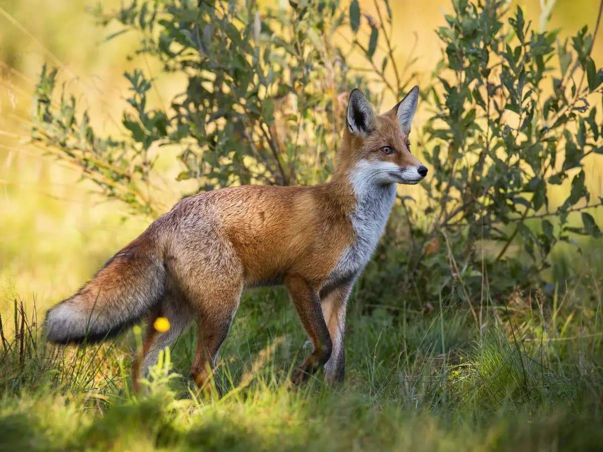 La volpe era domestica per alcune antiche popolazioni