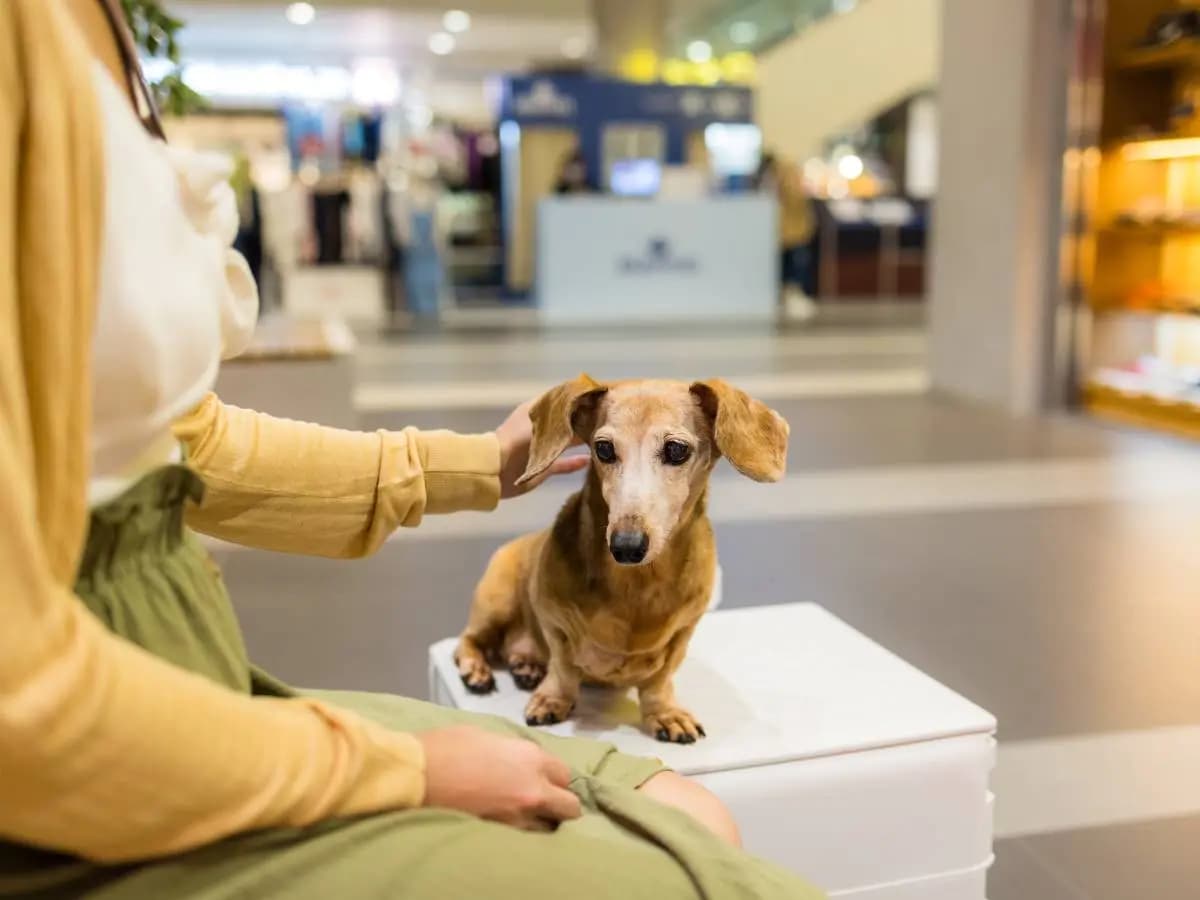 Come capire se il cane ha le zecche?