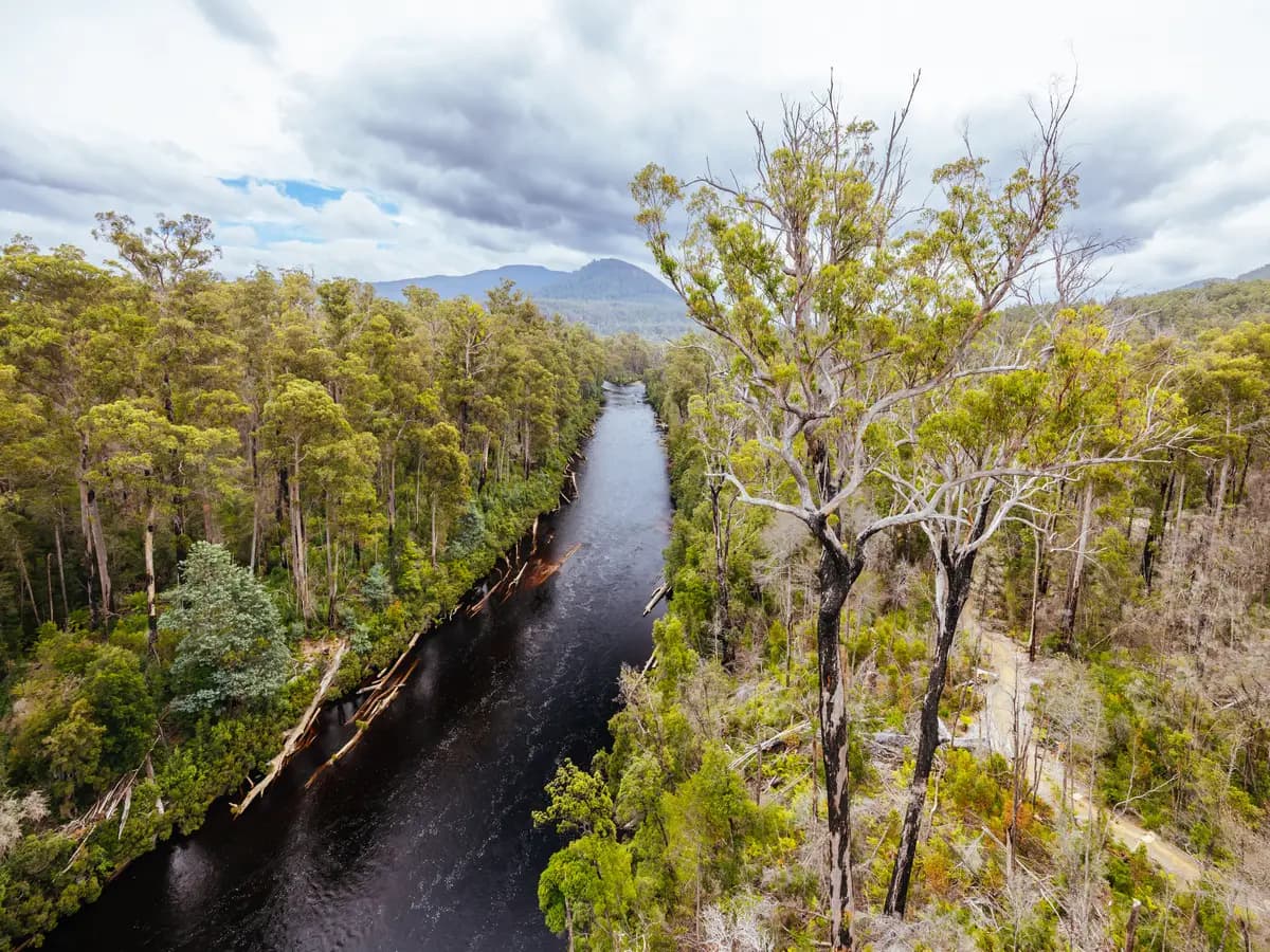 L’uccello Bunyip torna nelle lagune della Tasmania