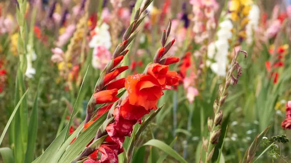 Quali bulbi piantare in primavera, estate, autunno e inverno