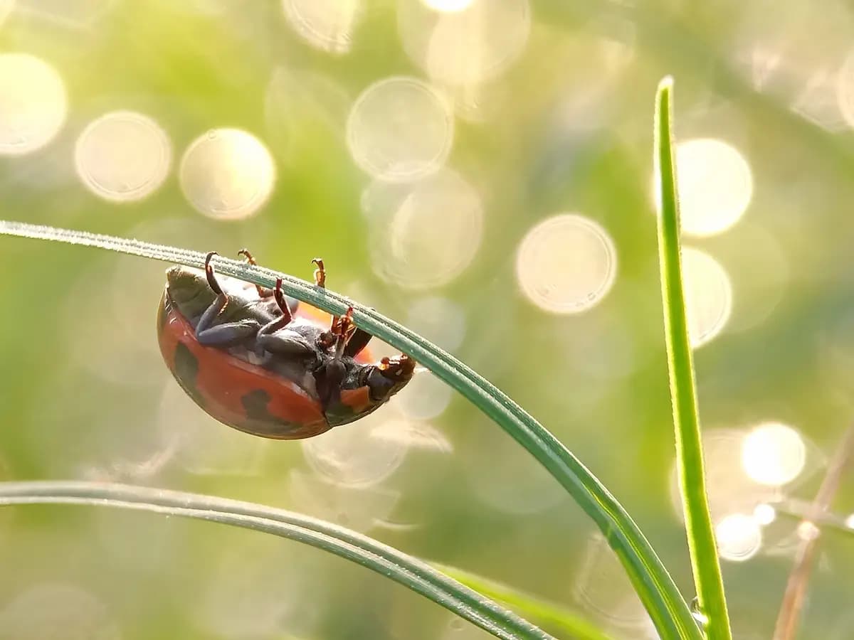 10 curiosità sulle coccinelle