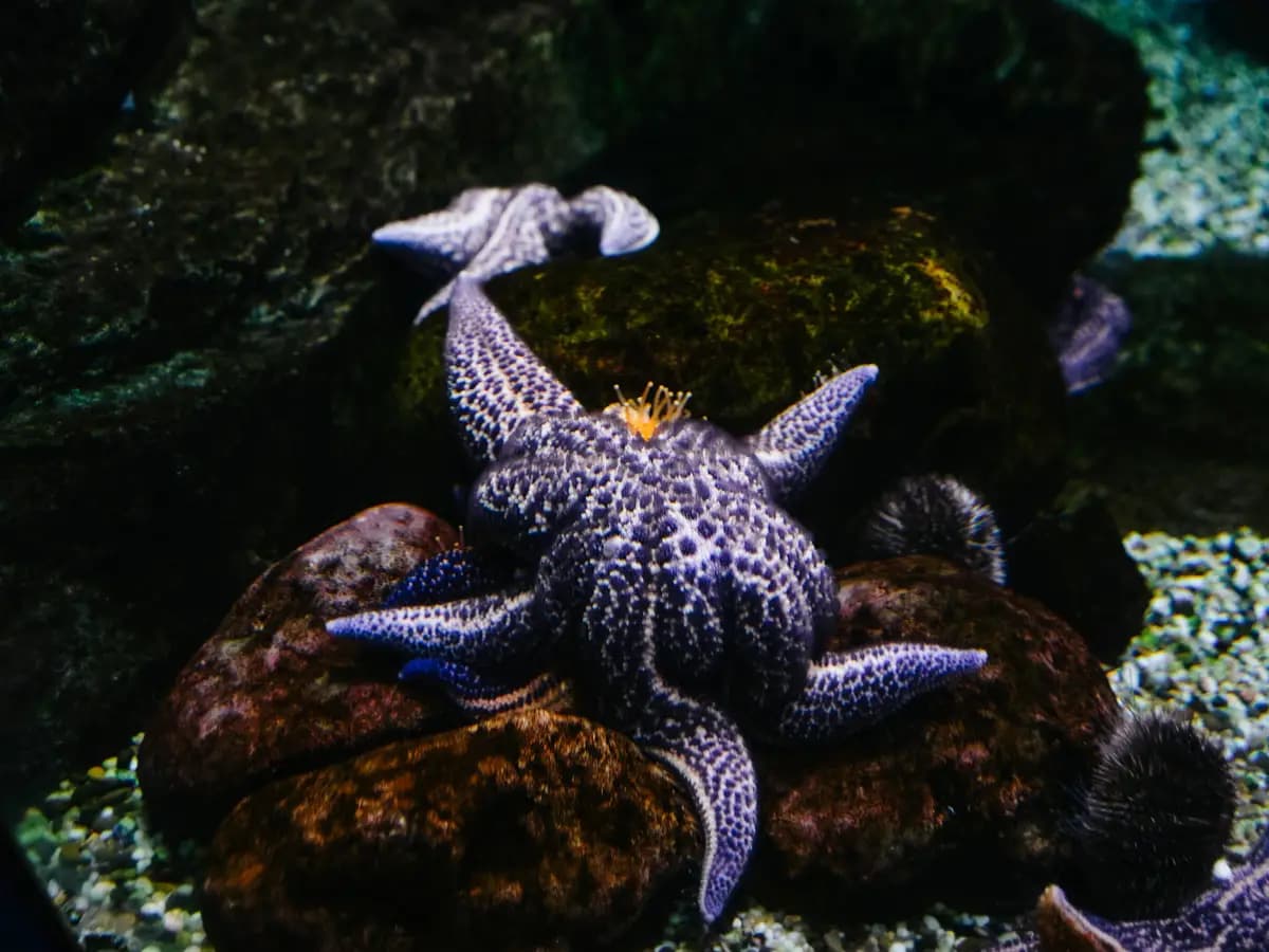 Stelle marine del girasole, spiegato perché sono importanti per il loro ecosistema