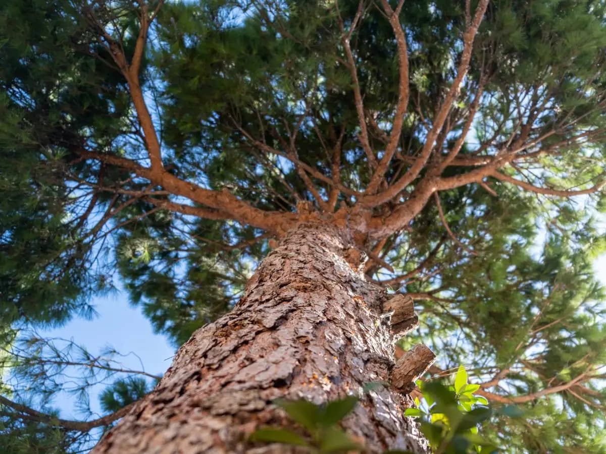 Alberi, quelli antichi proteggono altre specie a rischio estinzione