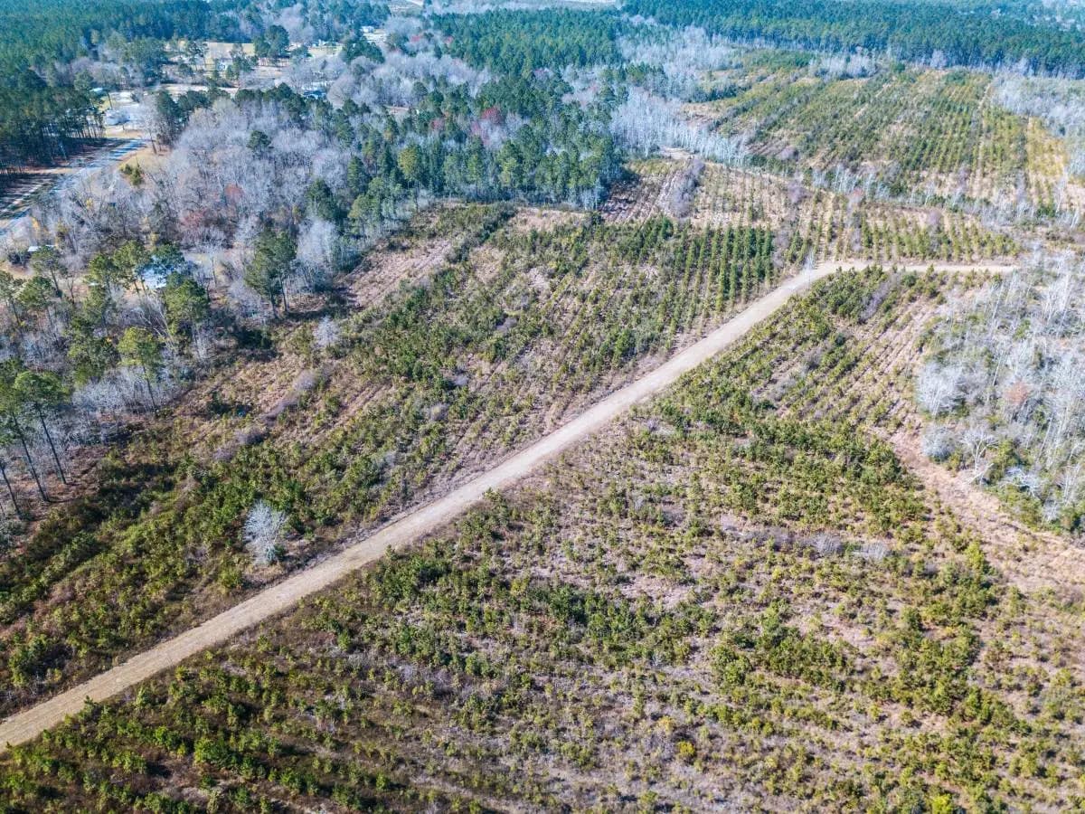 Strade fantasma, enormi pericoli per le foreste