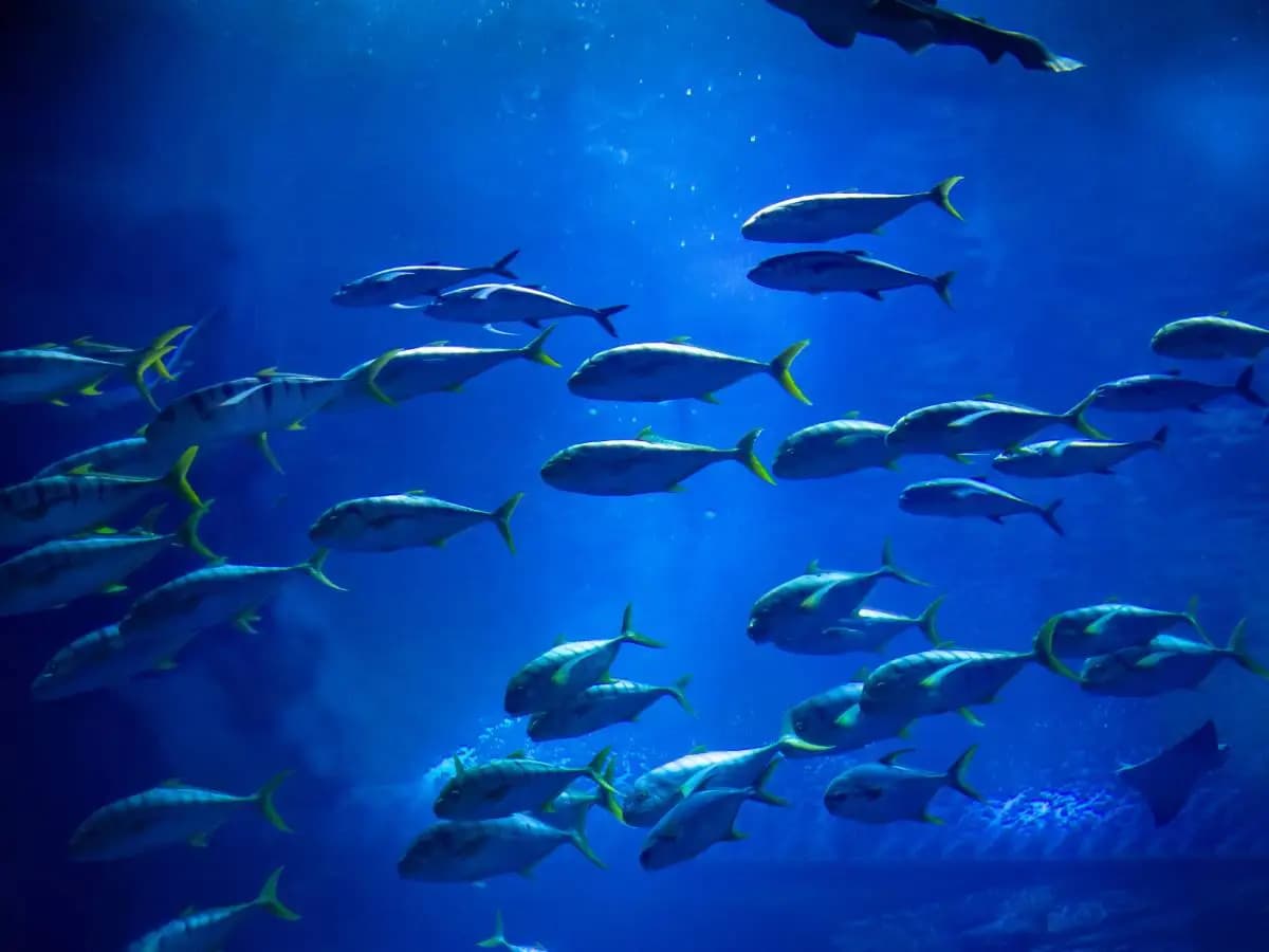 Pesci migratori d'acqua dolce, allarmante declino dell'80 per cento