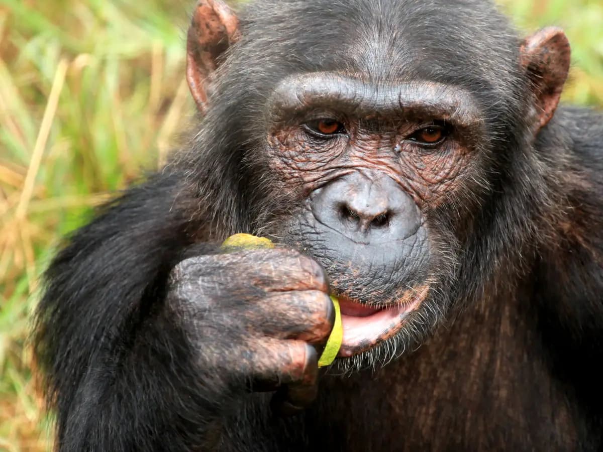 Scimpanzé e gorilla muoiono di raffreddore, colpa del turismo