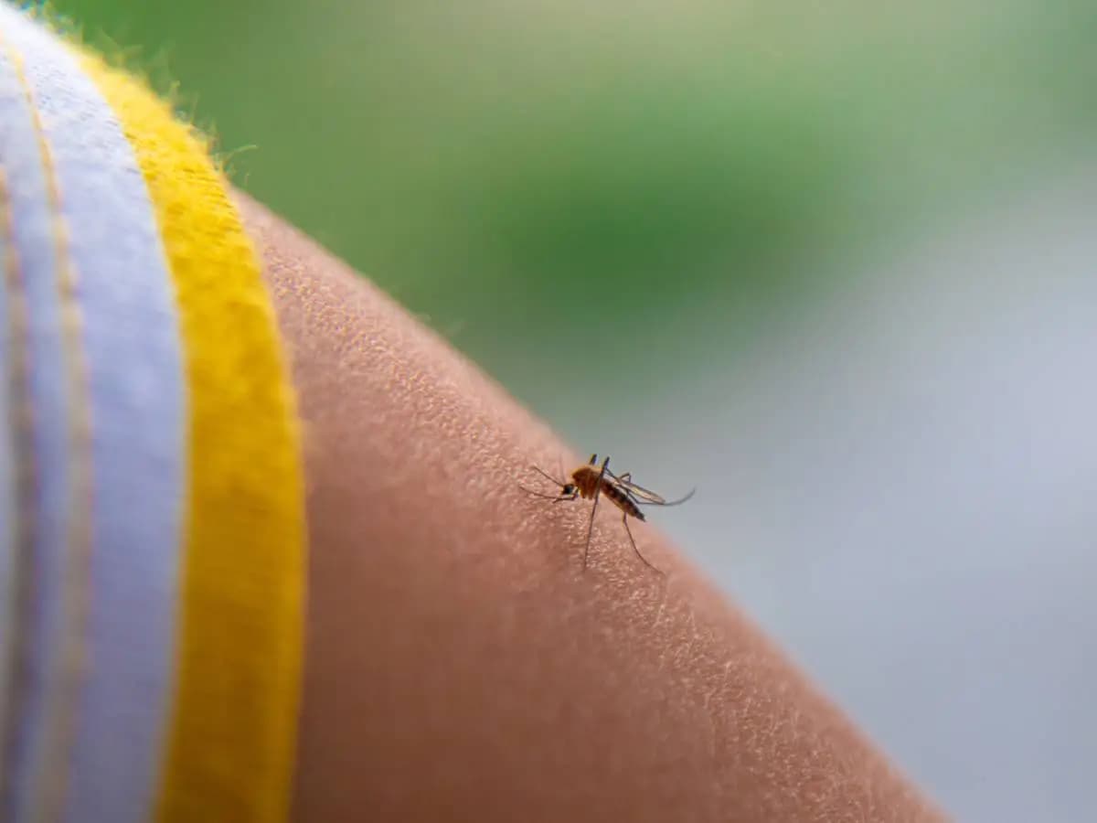 Punture di zanzare, ecco come vengono scelte le vittime