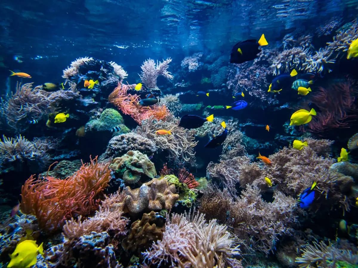 Clima, nuovo rischio sbiancamento per la Grande Barriera Corallina