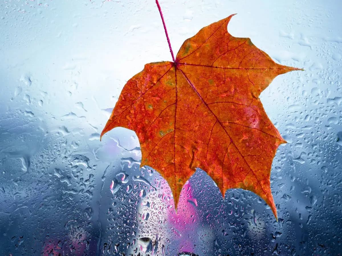Pioggia di settembre, la bellissima poesia di Sciascia per la fine dell’estate