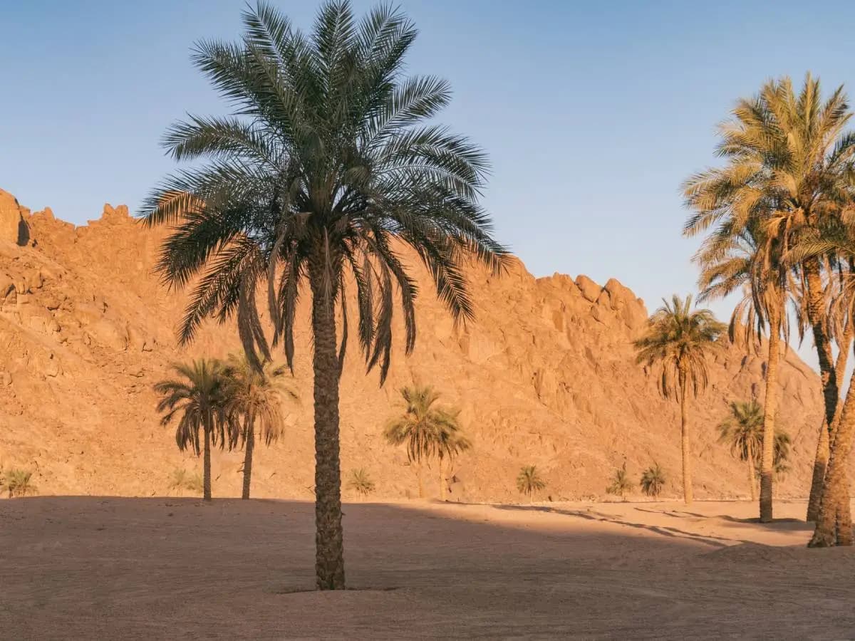 Il deserto del Sahara sta diventando sempre più verde a causa del clima