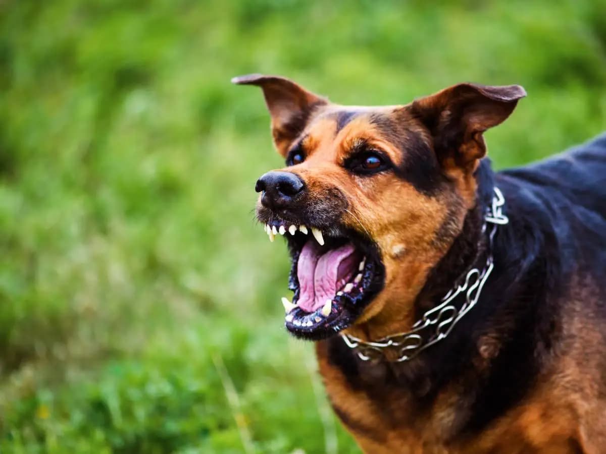 Cani randagi, cosa fare in caso di incontro