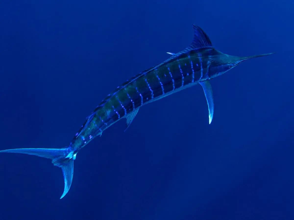 Il pesce spada è pericoloso per l’uomo