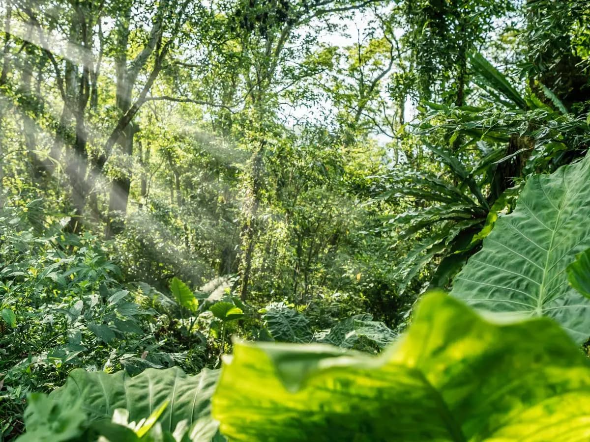Foreste tropicali, le temperature stanno cambiando