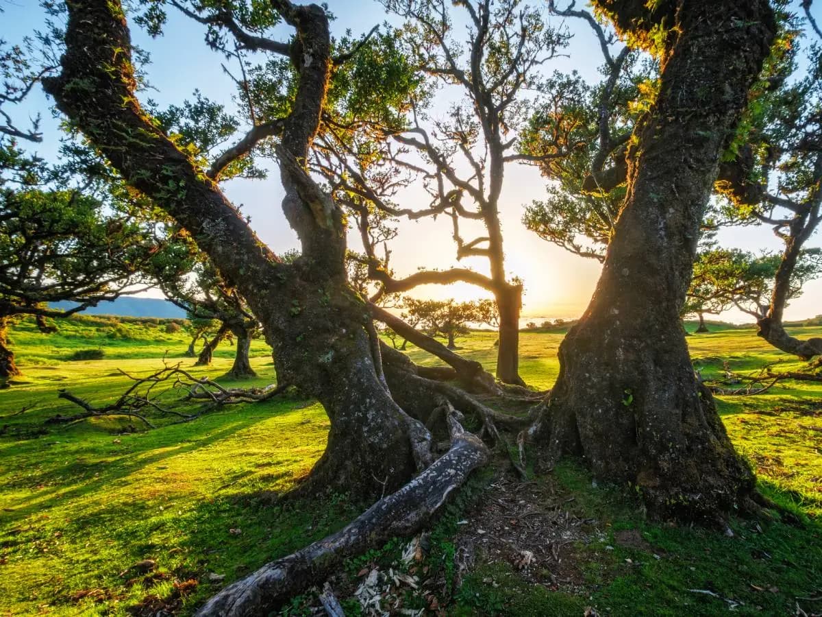 Alberi, più di una specie su tre è a rischio estinzione
