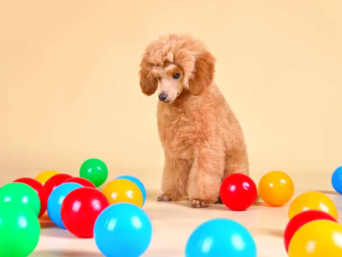 Cani, come vedono i colori