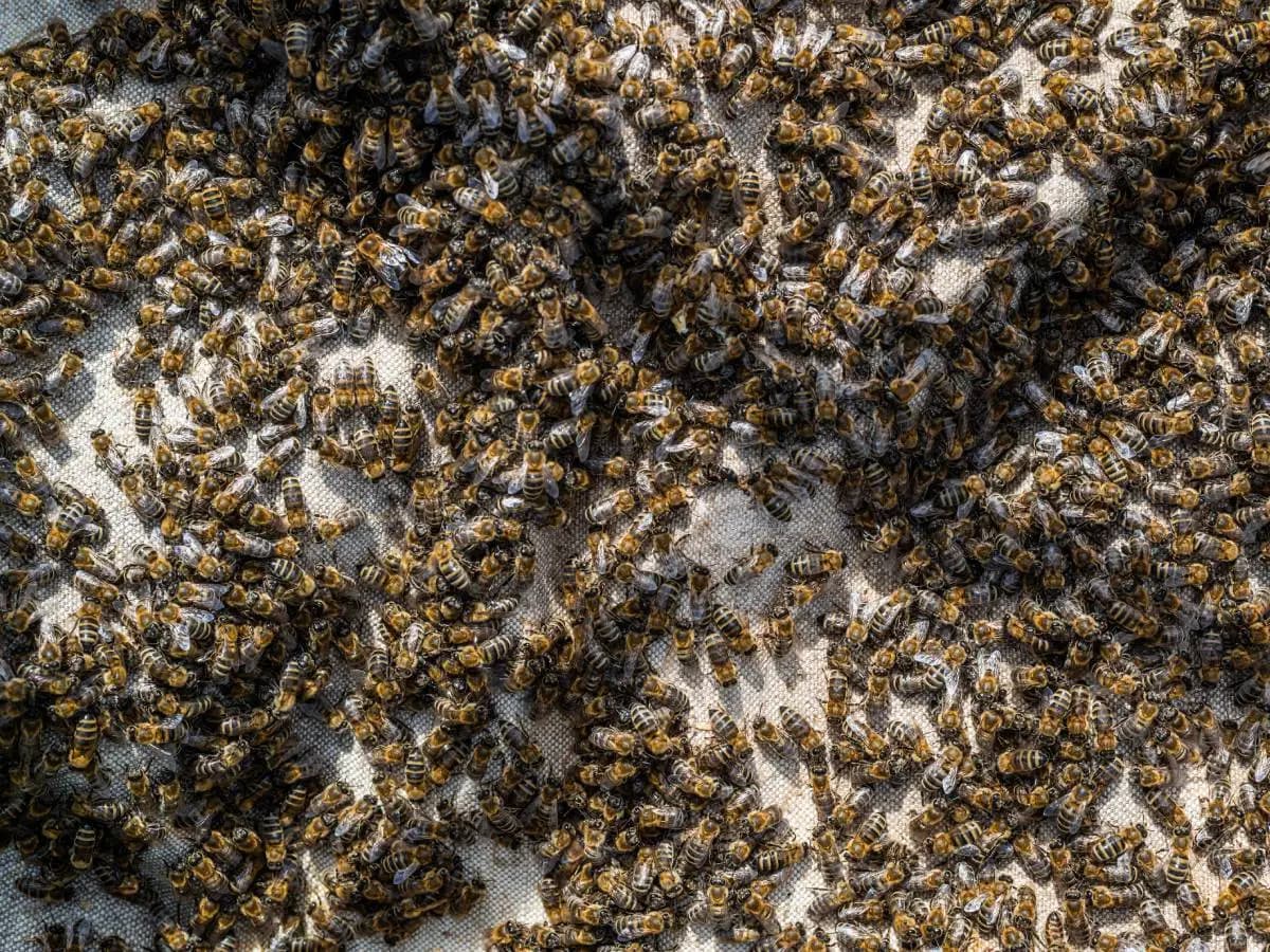 Cosa fare se ci si imbatte in uno sciame di api