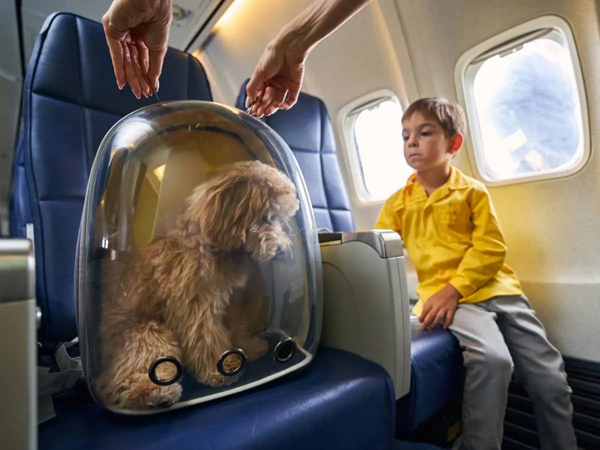 Viaggiare con gli animali in aereo, cosa cambia con le nuove regole