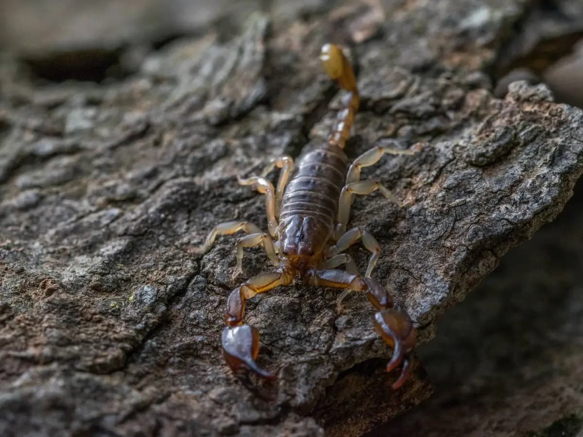 Quanto sono pericolosi gli scorpioni in Italia