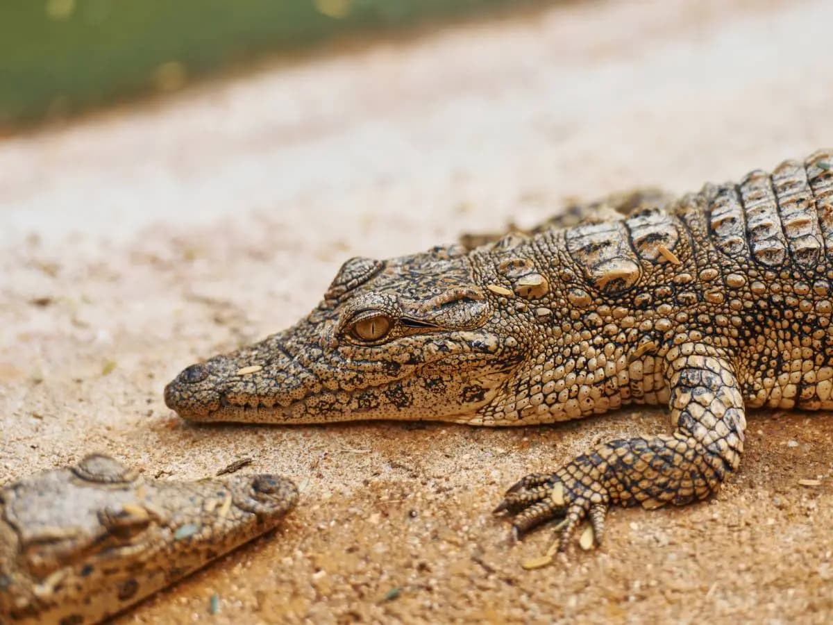 Caraibi, gli scienziati hanno scoperto due nuove specie di coccodrillo
