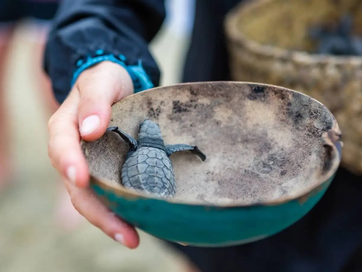 Tartarughe d’acqua dolce in casa, cosa c’è da sapere