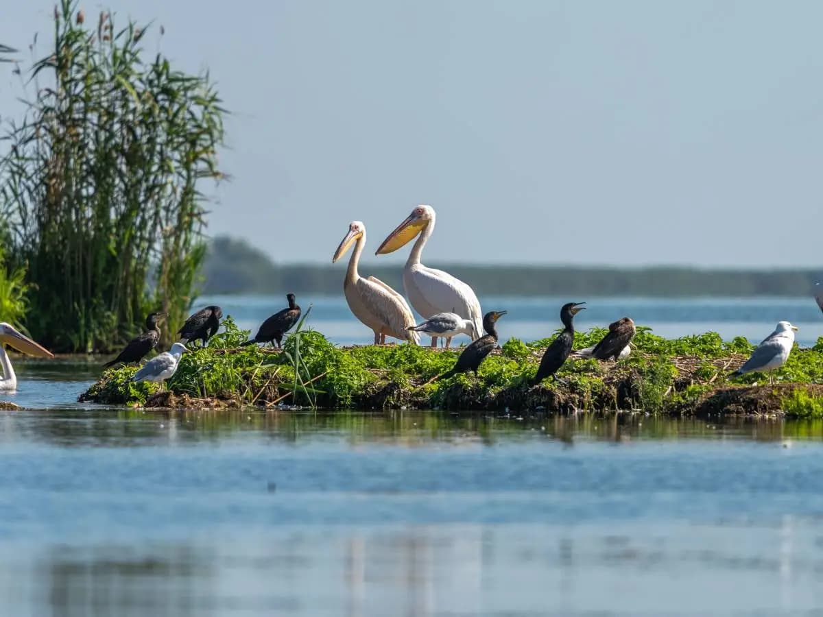 Biodiversità, in Italia ogni anno 200 specie aliene minacciano gli ecosistemi