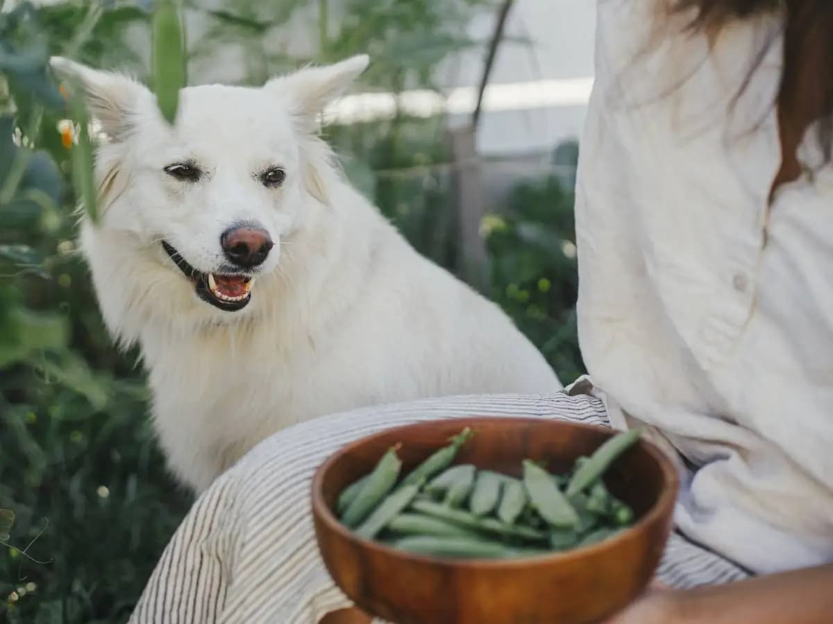 Il cane può mangiare i piselli