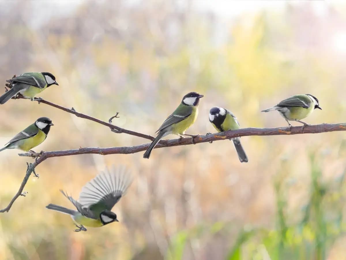 Scomparsa uccelli, a 500 specie restano 100 anni di vita
