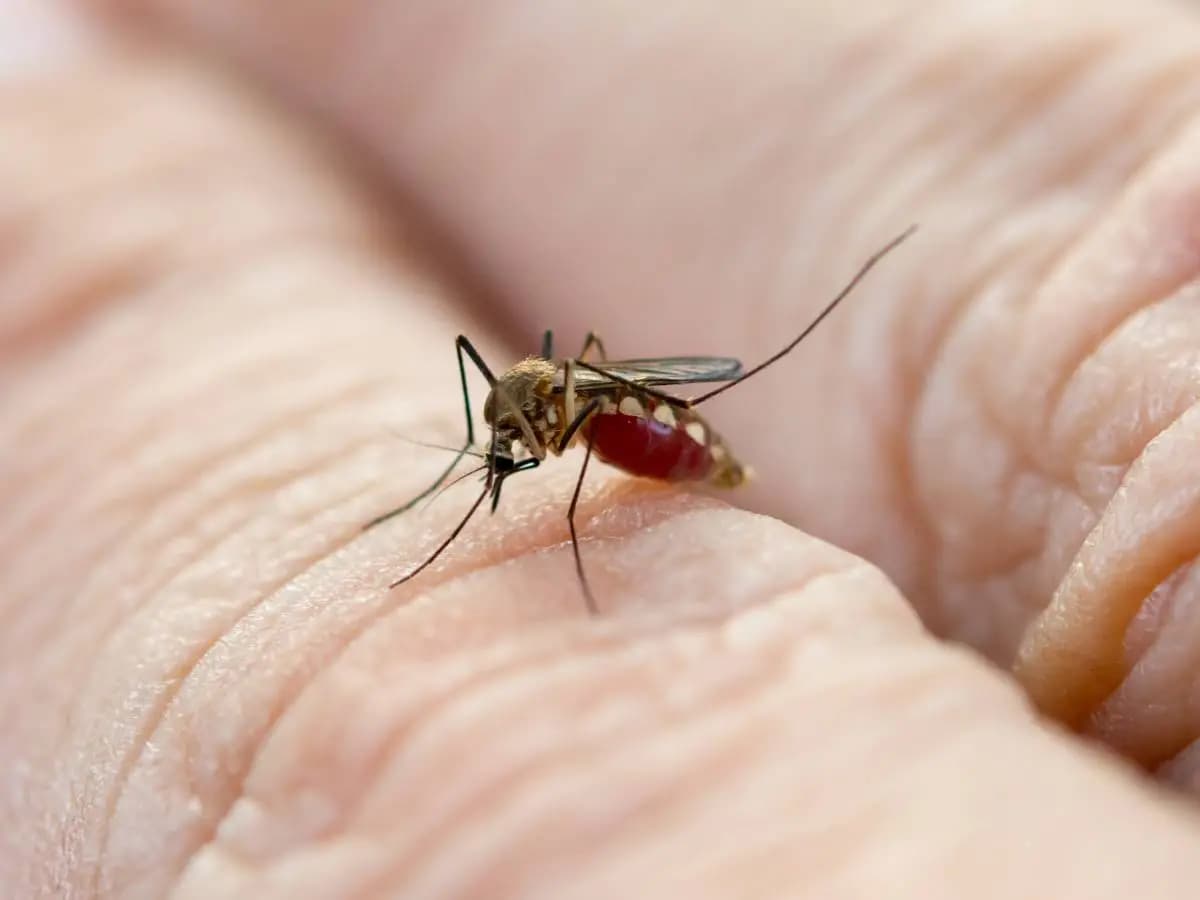 Chikungunya, quali sono i rischi della malattia trasmessa dalle zanzare