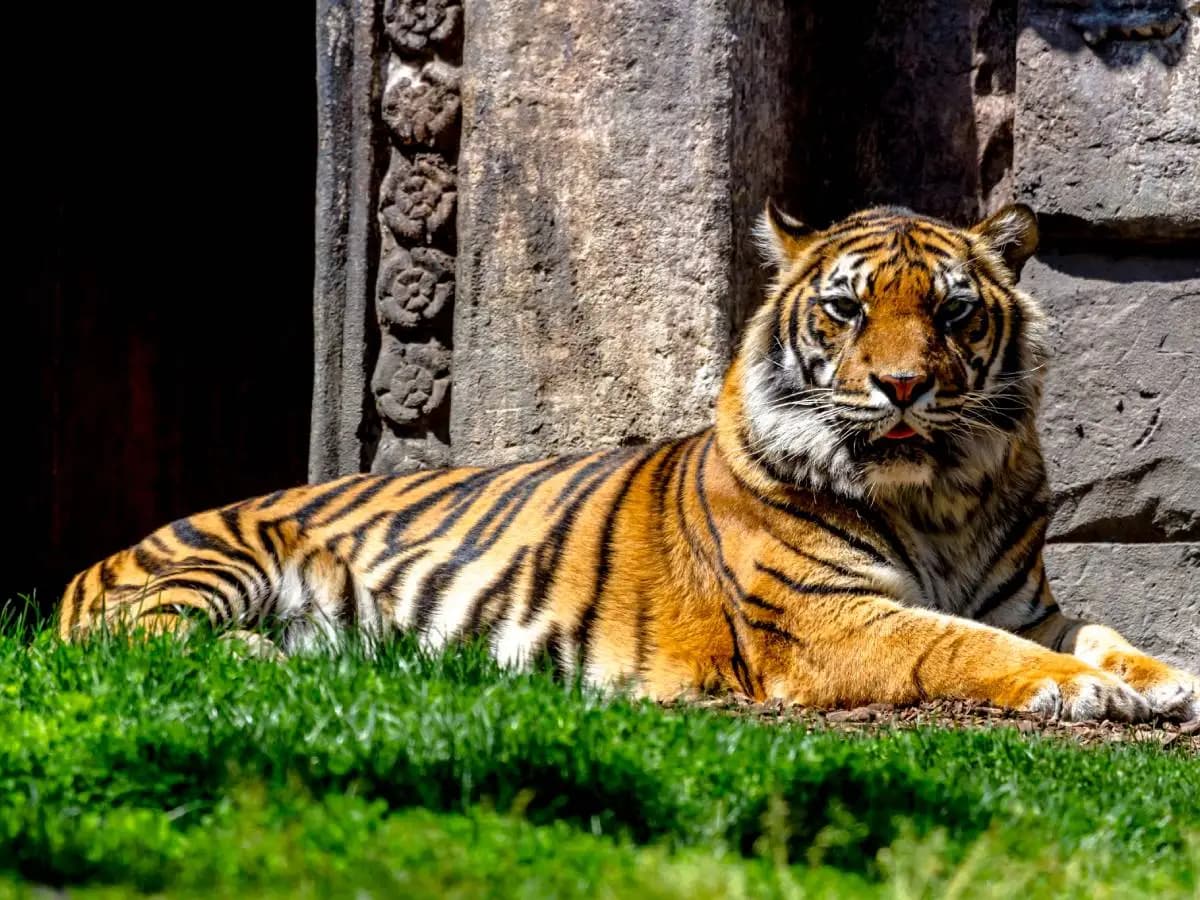 Tigre Reale del Bengala, caratteristiche e conservazione
