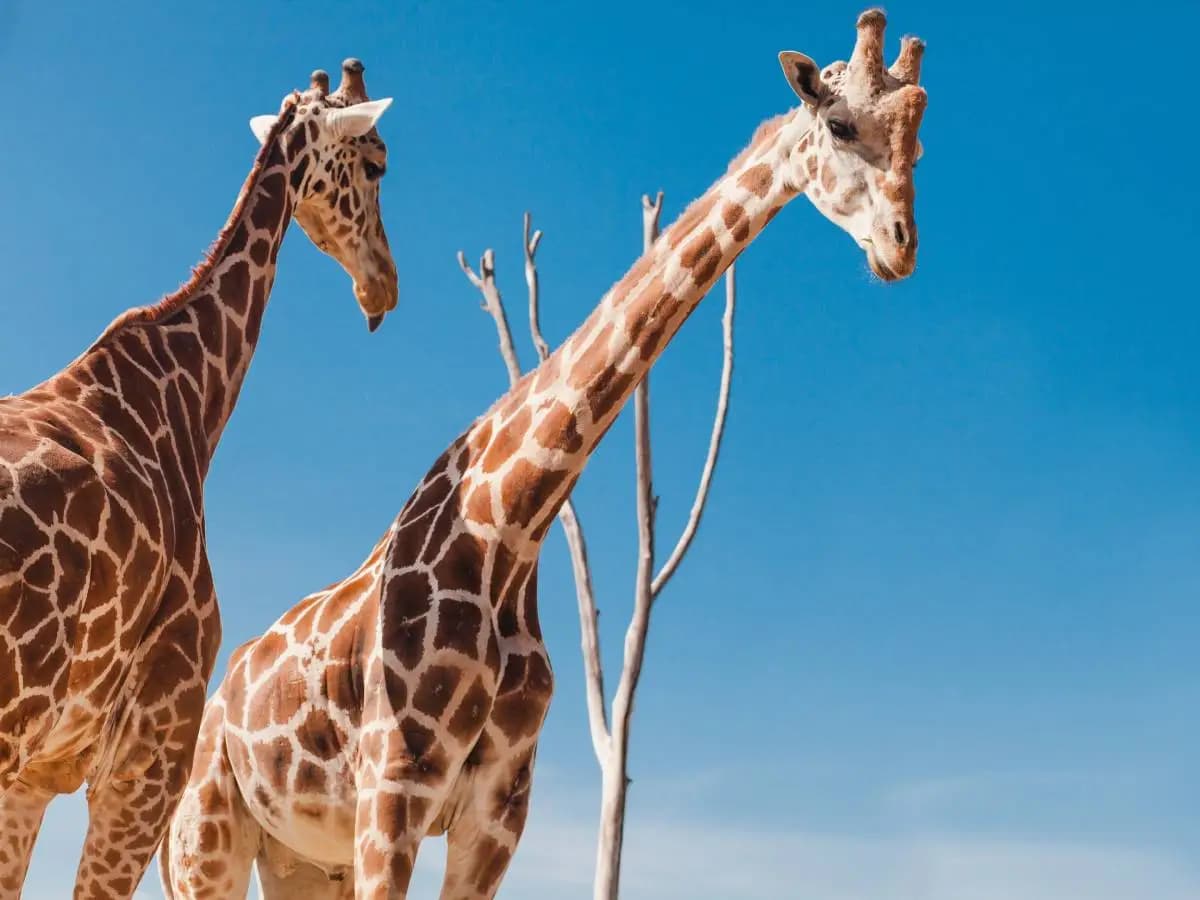 Giraffa africana, non ne esiste una sola specie ma quattro