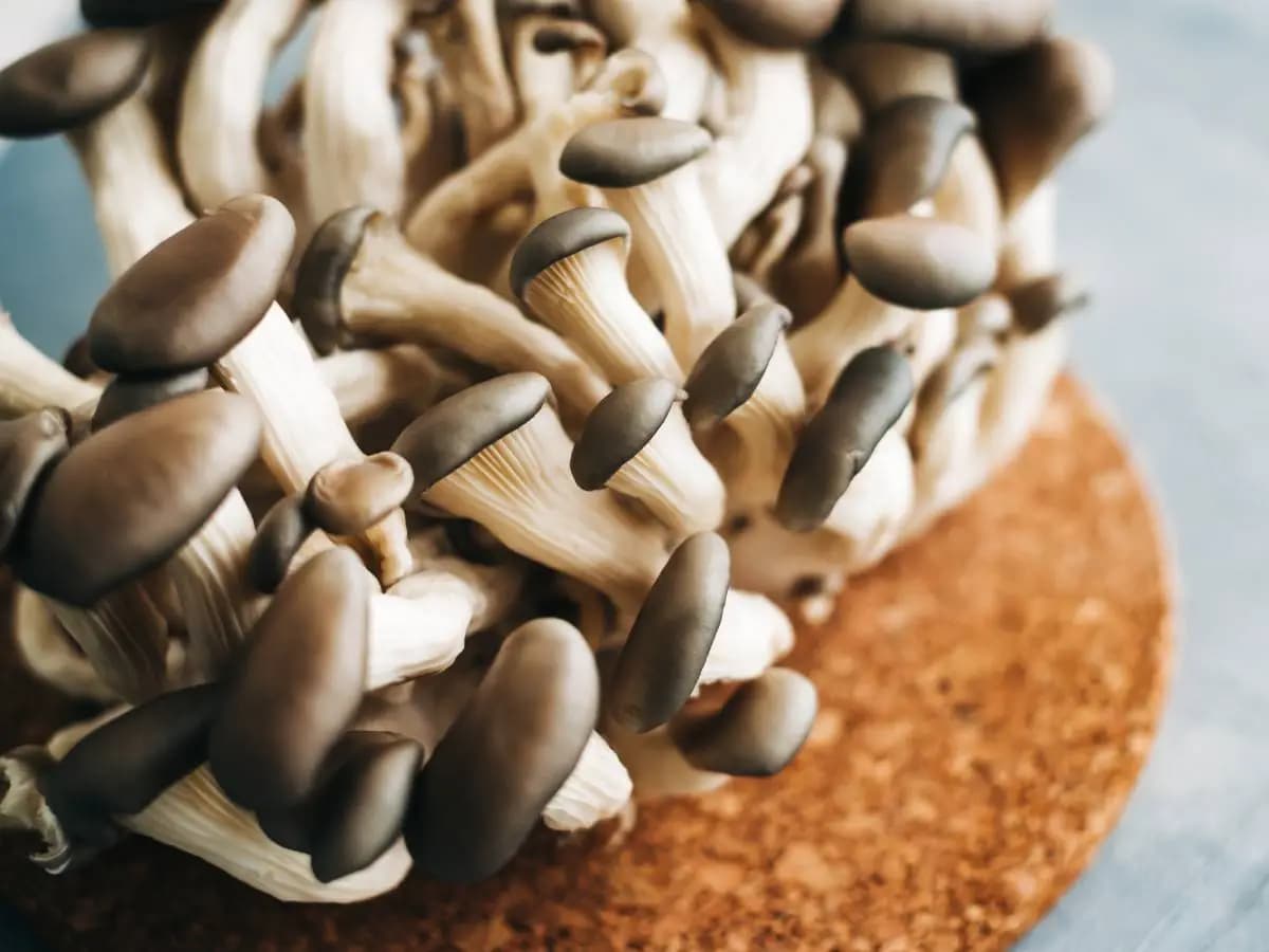 Funghi, proprietà e benefici