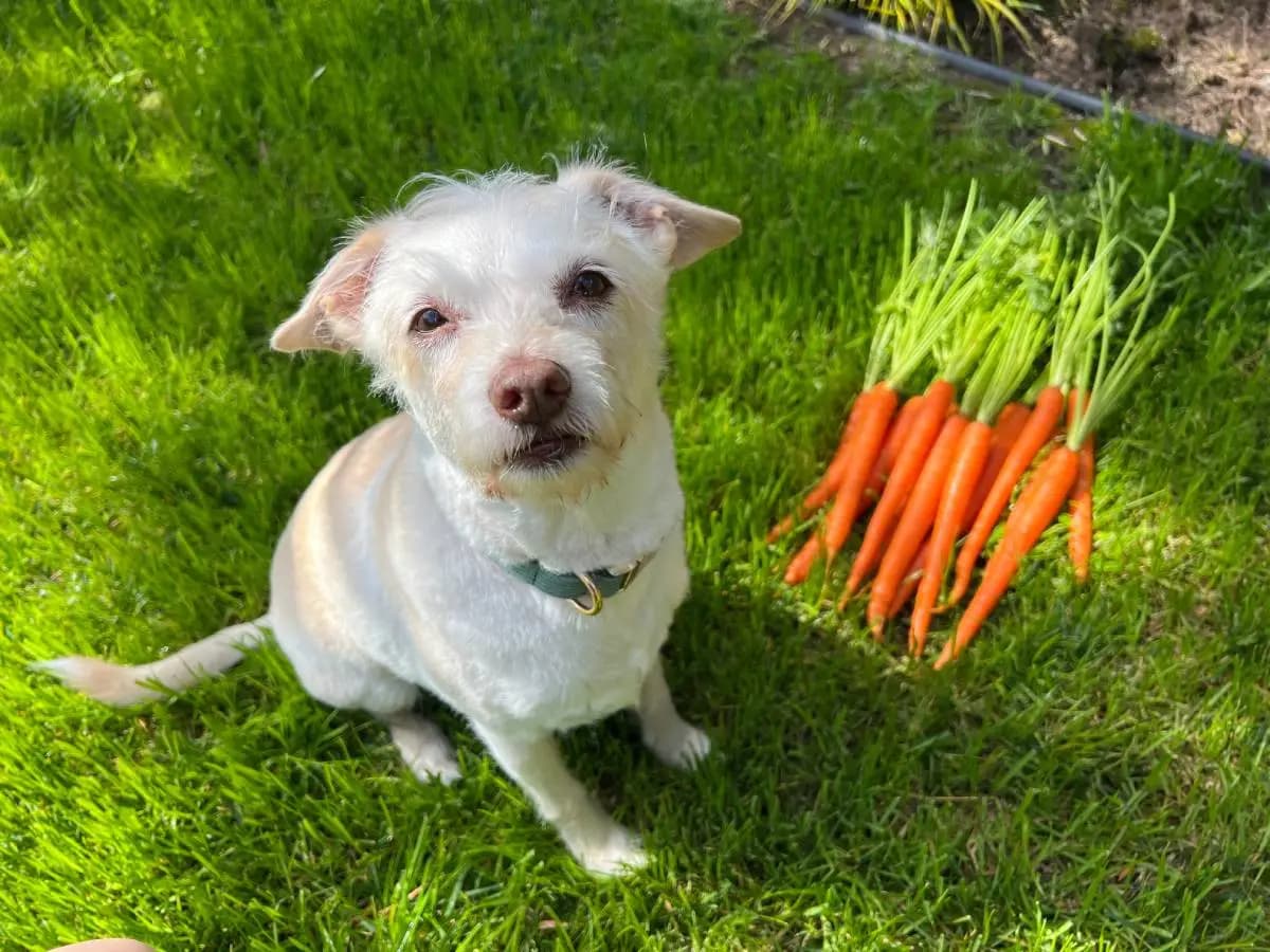 Il cane può mangiare le carote