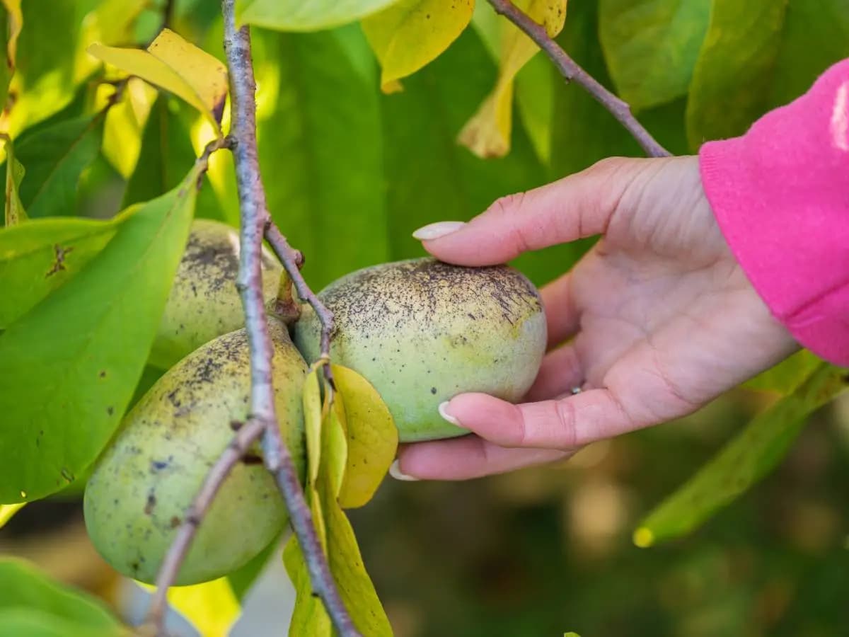 Cosa sono le banane di montagna