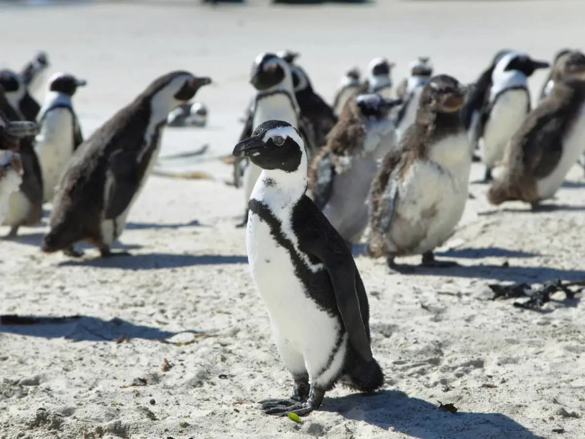 In Africa i pinguini muoiono di fame, ecco perché accade
